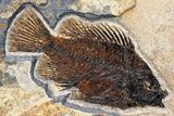 Fossil Fish Mural With Giant Phareodus - Kemmerer, Wyoming #174913-11